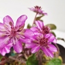 雪割草5