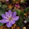 雪割草8