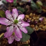 雪割草10