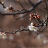 梅花15：梅が枝２(写真句）
