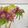クリスマスローズの世界展42