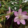 雪割草11