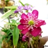 雪割草12