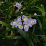RIMG0021