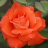 DSC07651