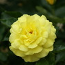 DSC07598