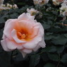 RIMG0025