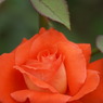DSC07560