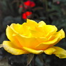RIMG0061