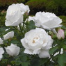 R0012259