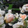 RIMG0031