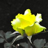 RIMG0049