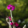 DSC07717