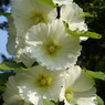 DSC07707
