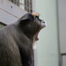 ブラッザグェノン