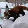 レッサーパンダ