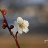 梅花16：にほひほのかに（写真句）