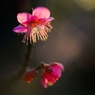 春日光芒