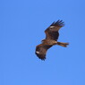 野鳥を探して　トビ？
