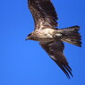 野鳥を探して　トビ？　Ⅱ