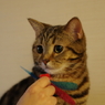 飽きたにゃんこ