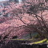 石垣と河津桜