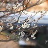 梅花17：木の花（このはな）咲きそろう：写真句