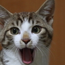 ゴ～～～ル!!