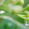 イチイの木の雫