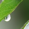 薔薇の葉の雫