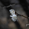 梅花18：白梅