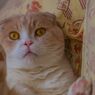 cat's eye...（＝ΦωΦ＝）