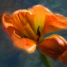 Oreng Tulip