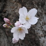R0011613