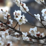 梅花19：満開（写真句）