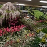 花の展覧会4