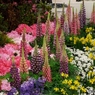 花の展覧会5
