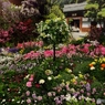 花の展覧会10