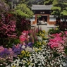 花の展覧会9