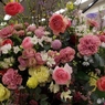 花の展覧会13