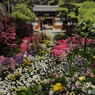 花の展覧会17