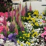 花の展覧会18