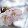 弥生桜