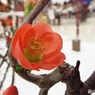 木瓜