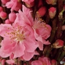 桃の花1