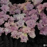 紫陽花