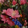 桃の花2