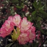 石楠花 （しゃくなげ）1