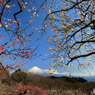 梅と富士 -2  (146Ｔ)