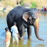 象を洗う～インド Washing  an elepfant 